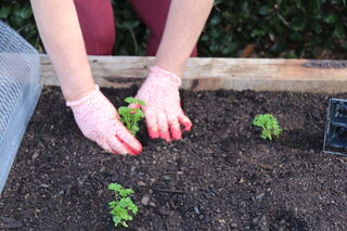 Tips for successful vegetable planting in Autumn