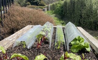 Extend the growing season with cloches
